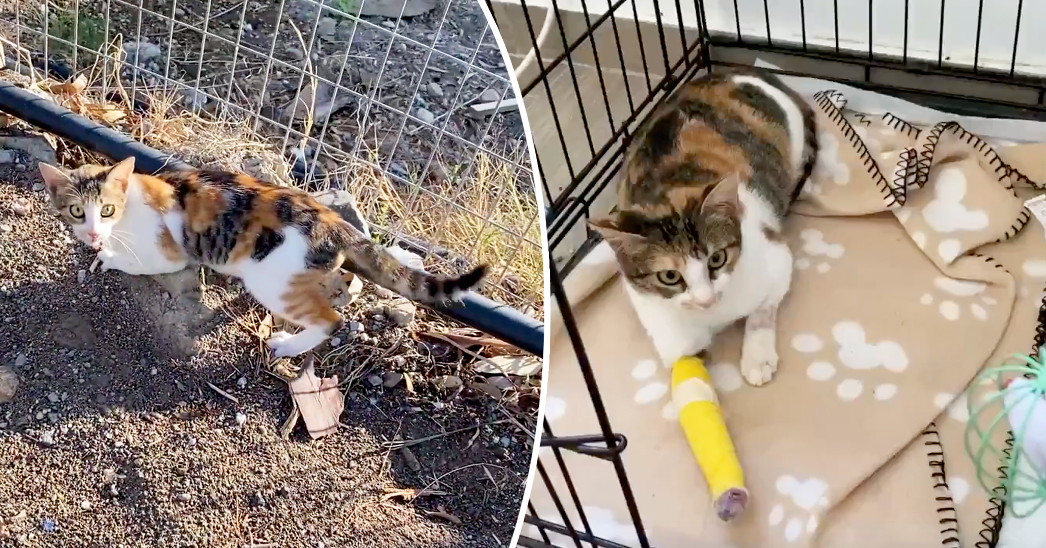 man-rescues-terrified-stray-cat-with-a-broken-leg-from-the-streets-now