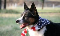How to Keep Your Pets Calm and Safe During Fourth of July Fireworks Shows