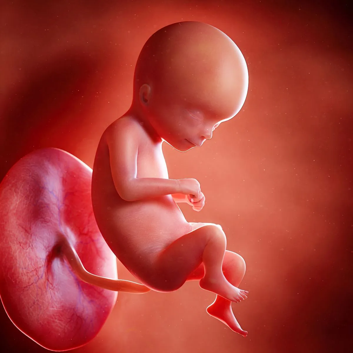 3d rendered illustration of a 16-week-old foetus.
(SciePro/Adobe Stock)