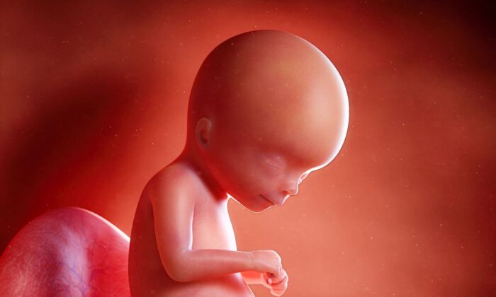 3d rendered illustration of a 16-week-old foetus.
(SciePro/Adobe Stock)