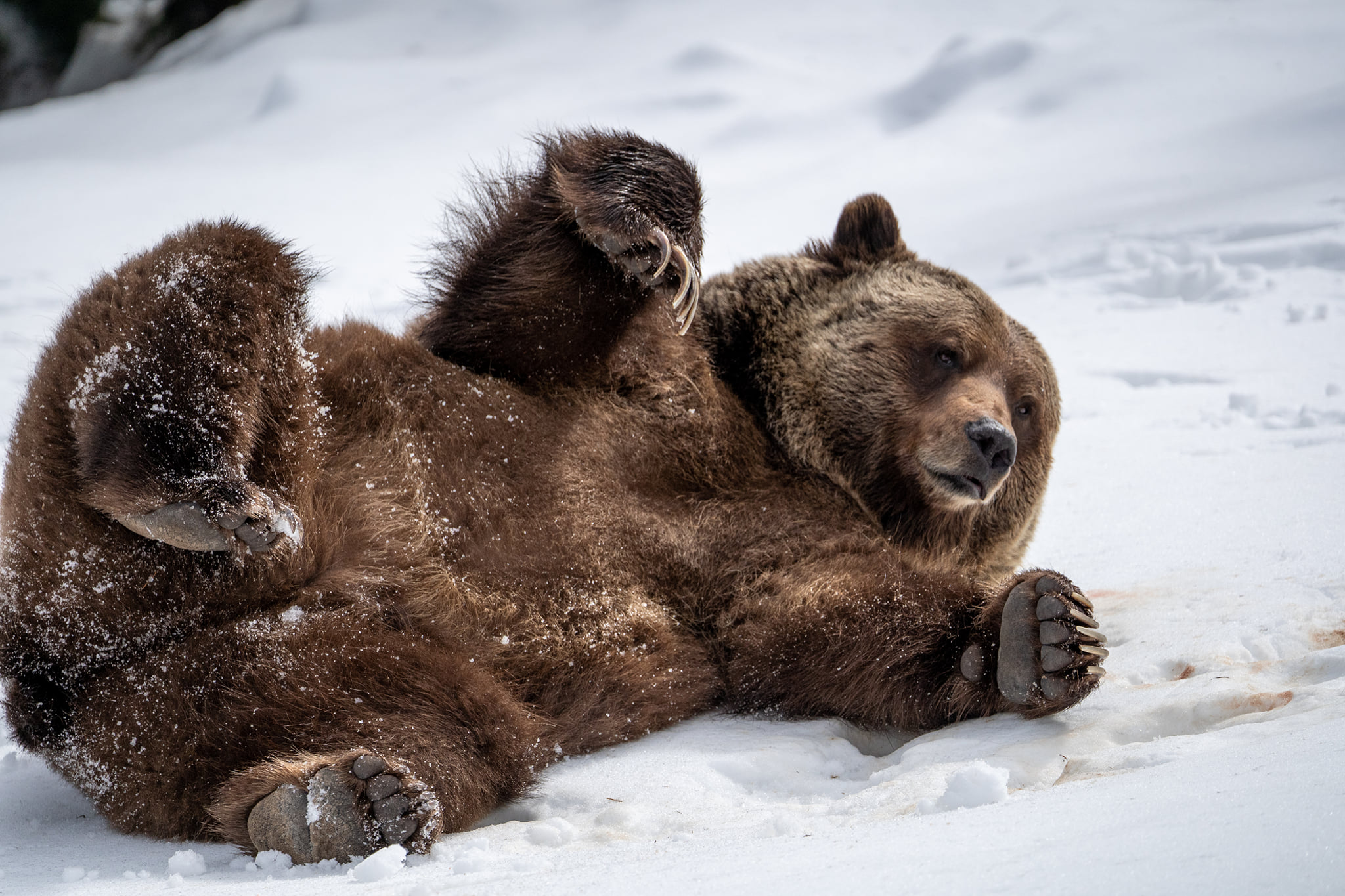 Когда просыпаются медведи в сибири. Медведь Гризли в берлоге. Гризли в спячке. Медведь проснулся. Берлога медведя.