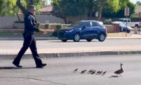 VIDEO: Officer Escorts Duck and Her Babies Across Busy Road, ‘First Class Service Right Here!’