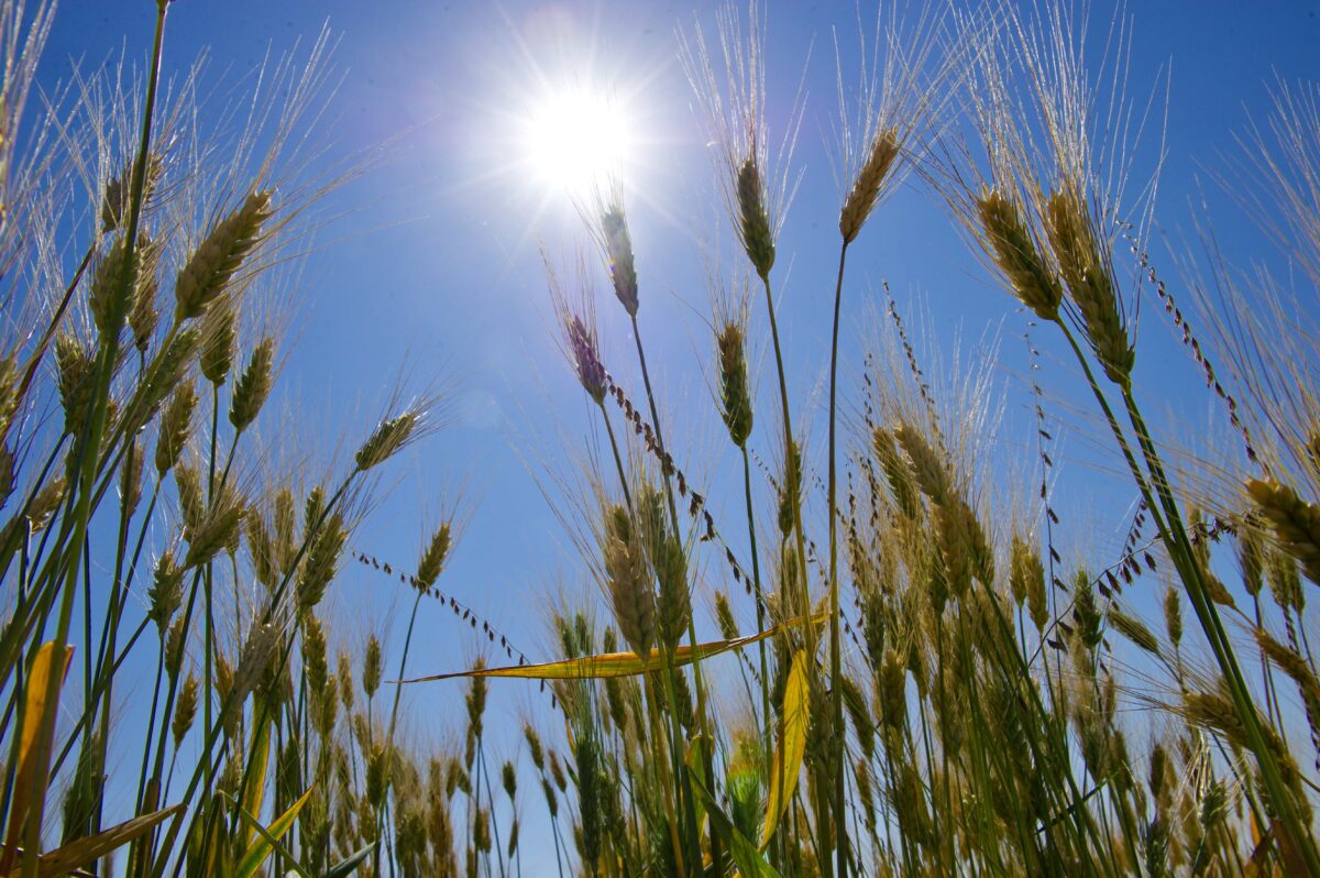 NextImg:Argentina’s GMO Wheat Approved in Indonesia for Human Consumption