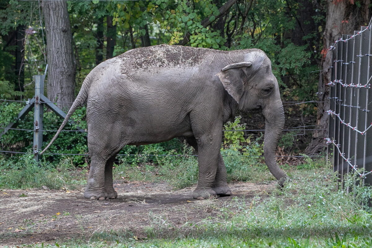 An elephant named Happy