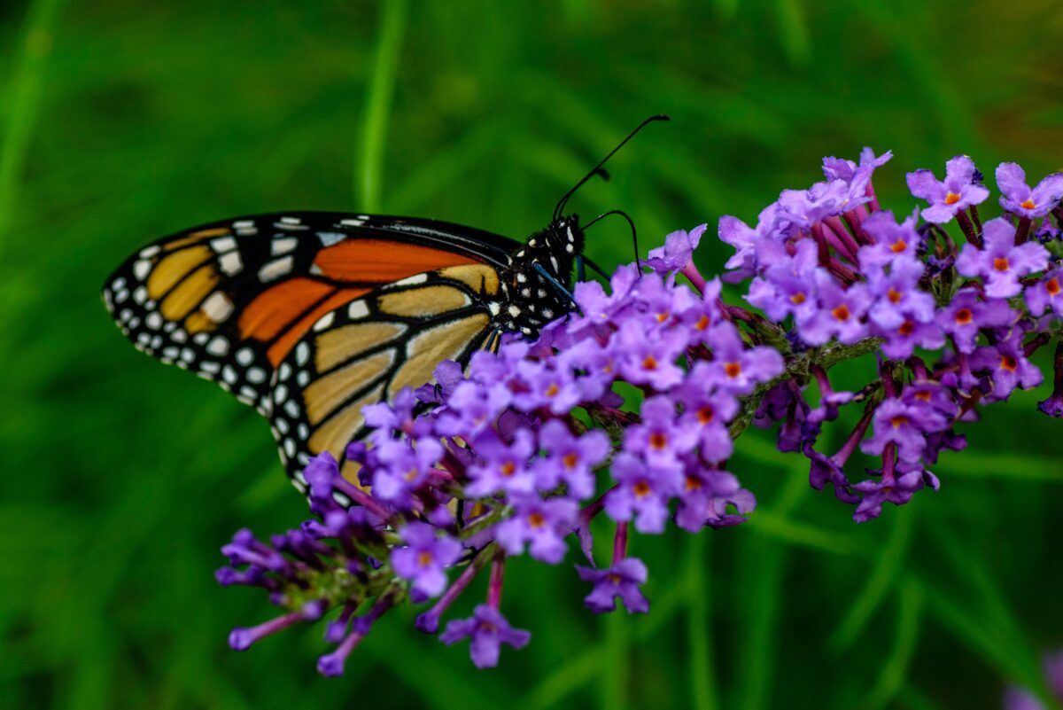 Not only do Butterfly Bushes have lovely color, they have the summertime garden bonus of attracting butterflies. (Malachi Jacobs/Shutterstock)