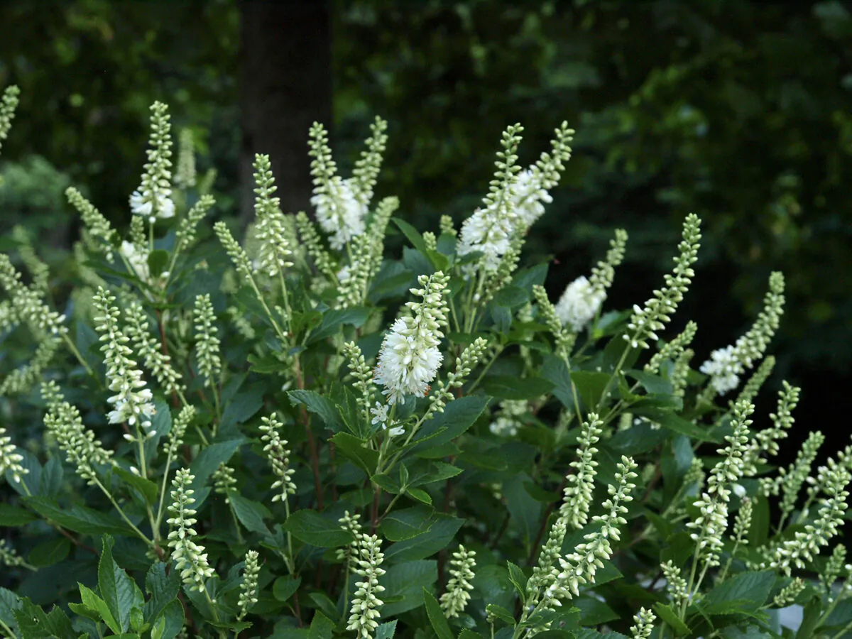 No shrub offers more fragrance and beauty than the summersweet or clethra, varieties with names like Vanilla Spice and Sugartina Crystalina say it all, promising memories for your children. (Norman Winter/TNS)