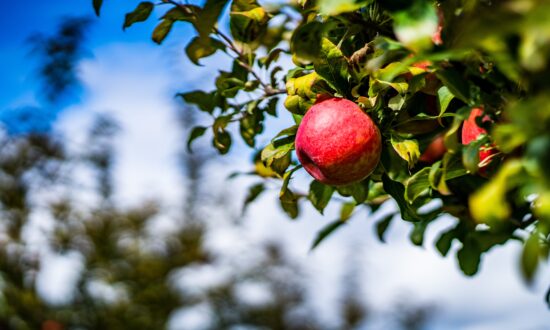 Non-Perishable 'Miracle' Apples Grown by Elderly Man Reveals the Secret to Health