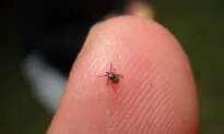 What’s Bugging You: The Parasite-Cancer Connection
