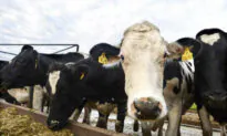 Australian Seaweed Supplement Touted to Reduce Livestock Industry Emissions