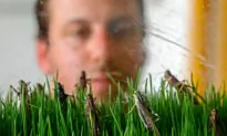 Insect Protein Offering ‘Green’ Livestock Feed Alternative as Market Demand Soars