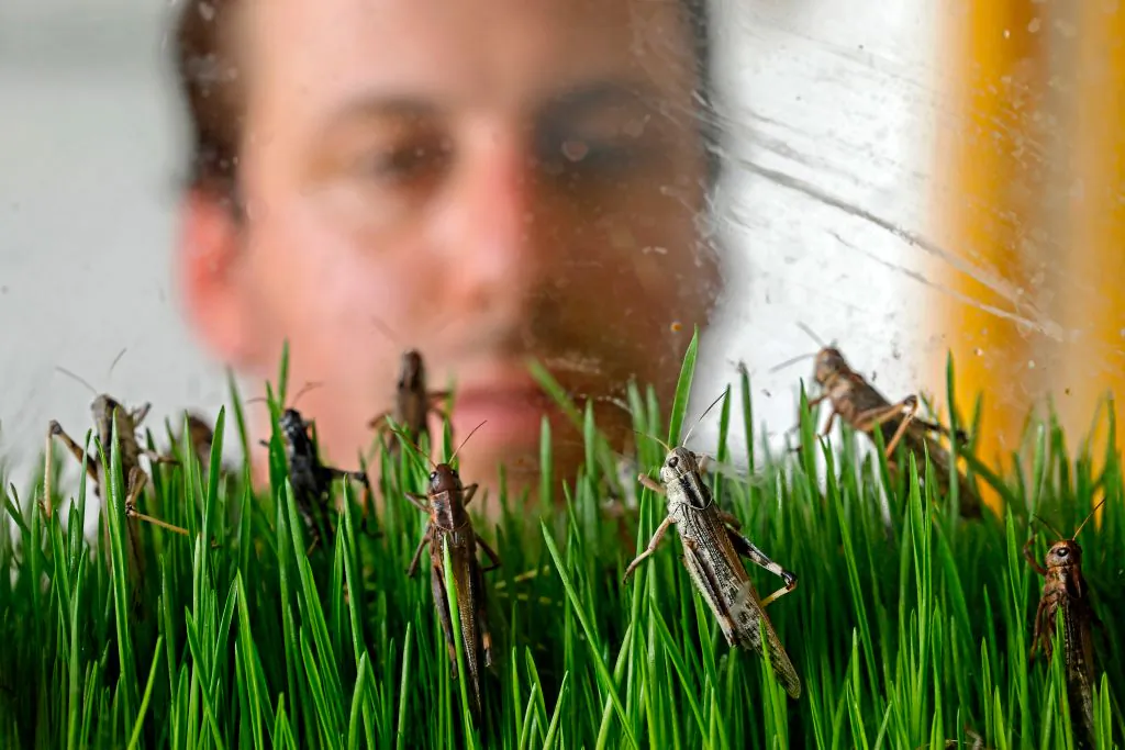 A worker at the Hargol grasshoppers breeding farm watches grasshoppers on July 12, 2020.  (Menahem Kahana/AFP via Getty Images)