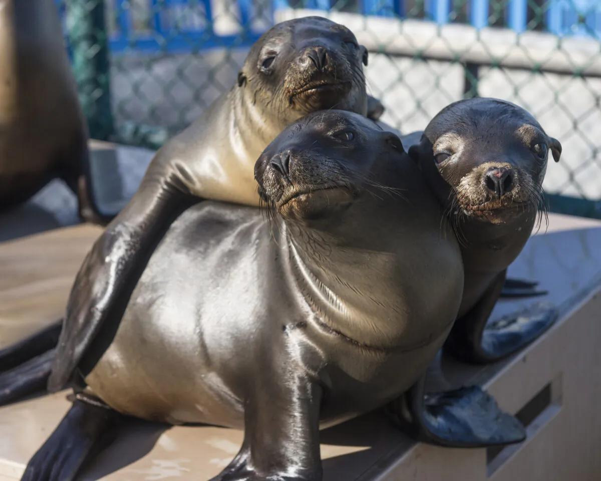 Sea lion pups recover at SeaWorld San Diego's Animal Rescue Center in San Diego on Jan. 27, 2015. (Mike Aguilera/SeaWorld San Diego via Getty Images)