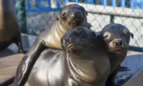 SeaWorld Ticket Holders Affected by Extreme Weather Can Now Visit Again for Free