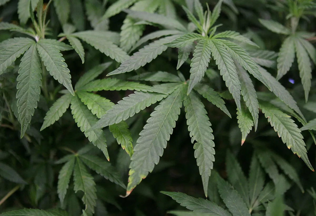 Leaves of a mature marijuana plant in a display at The International Cannabis and Hemp Expo at the Cow Palace in Daly City, Calif., on April 18, 2010. (Justin Sullivan/Getty Images)