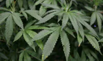 San Diego County OKs Transfer of Cannabis Licensing to Planning Department