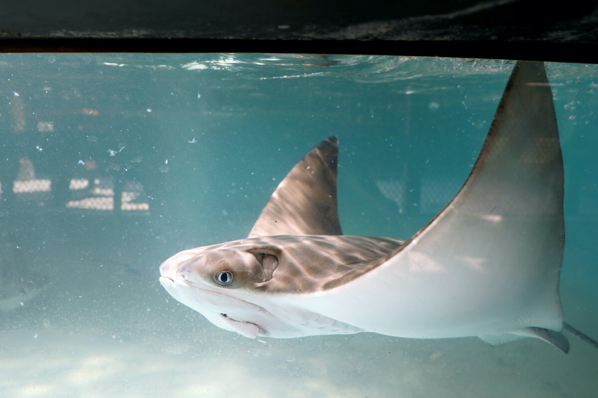 Cownose stingrays like this one are often found in the western Atlantic Ocean. (Douglas R. Clifford/Tampa Bay Times/TNS)