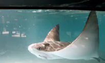 The Stingray Shuffle Is in Season. Do It to Avoid a Nasty Injury
