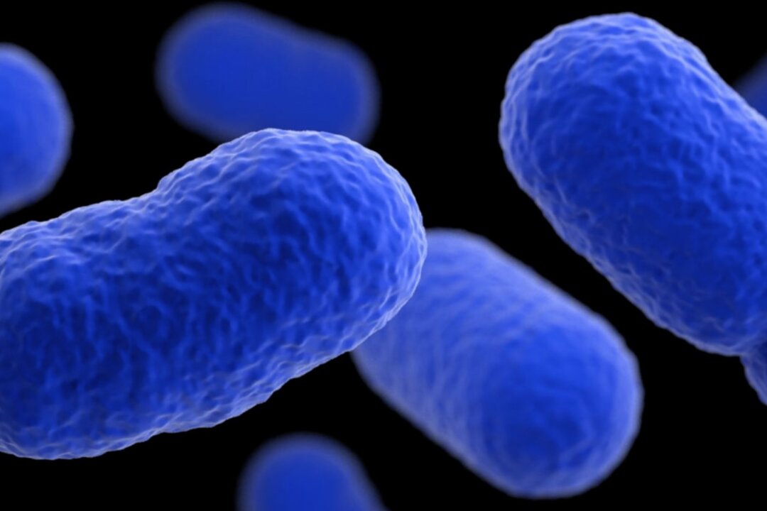 Recent Outbreaks of a Genus of Deadly Bacteria Raise a Major Concern