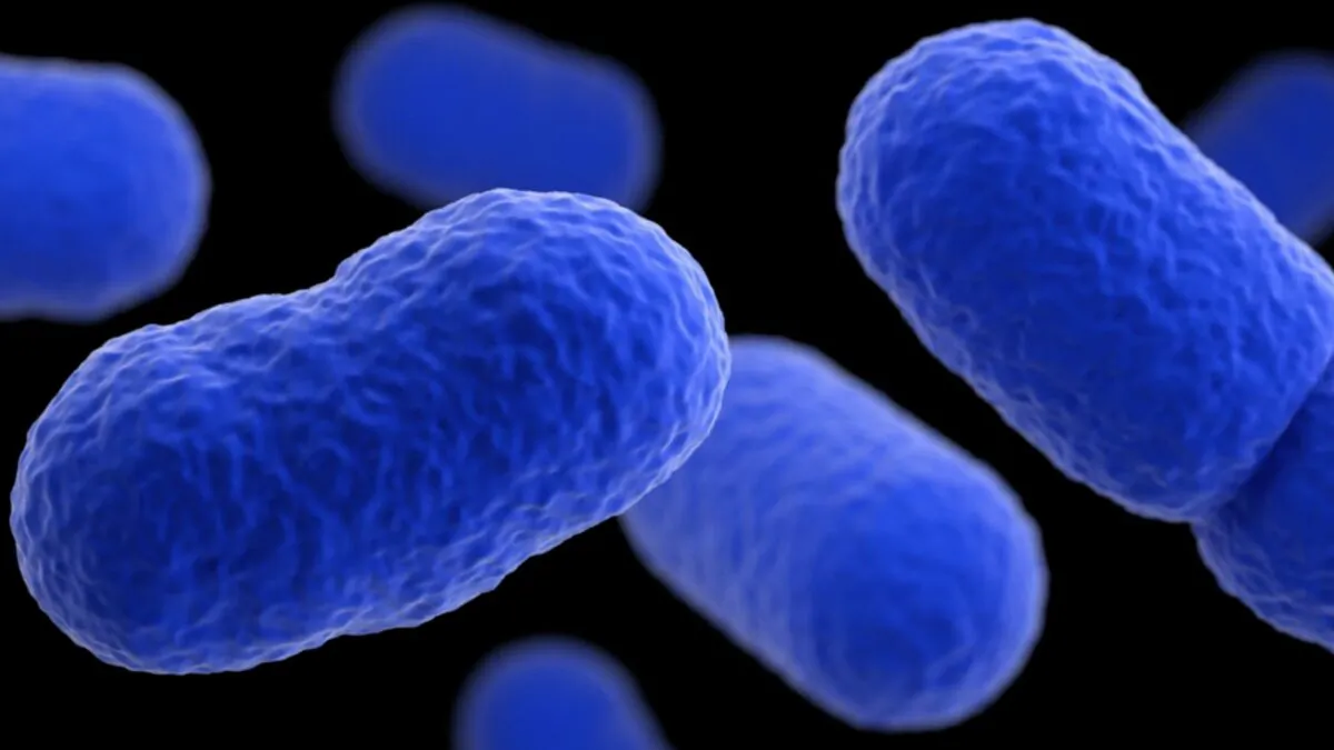 The bacteria Listeria monocytogenes as seen in a file photo. (Courtesy of U.S. Centers for Disease Control and Prevention)