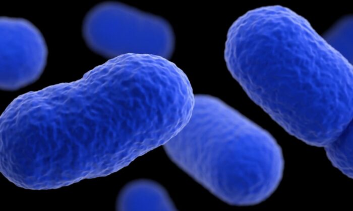 Listeria Monocytogenes. (Courtesy of U.S. Centers for Disease Control and Prevention)