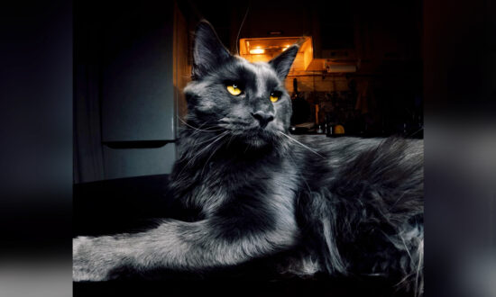 Black Maine Coon Cat With Striking Eyes and Silky Coat Looks Like a Huge 'Panther'