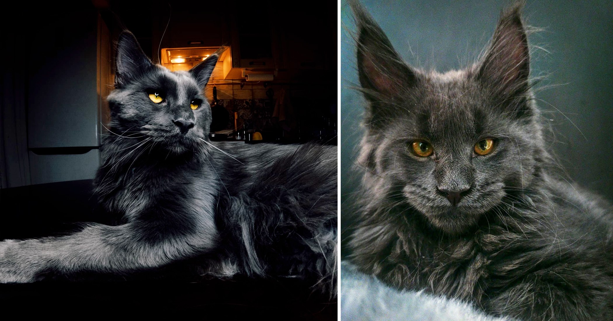 Black Maine Coon Cat With Striking Eyes and Silky Coat Looks Like a