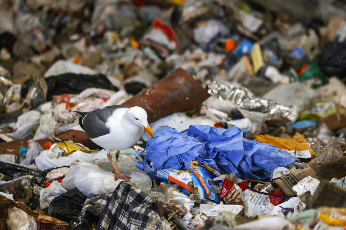 A seagull pecks at a discarded surgical gown in a trash pit at Recology in San Francisco, California, on April 2, 2021. (Justin Sullivan/Getty Images)