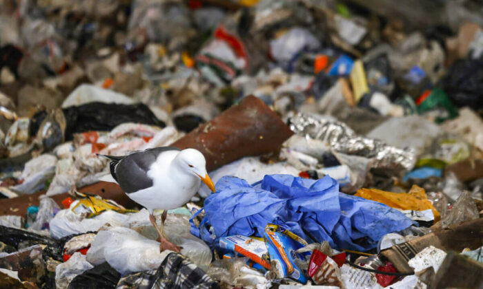 A seagull pecks at a discarded surgical gown in a trash pit at Recology in San Francisco, California, on April 2, 2021. (Justin Sullivan/Getty Images)
