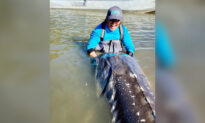 Angler ‘Blown Away’ After Reeling In 10-Foot, 7-Inch ‘Monster’ Sturgeon Weighing 600 Pounds in Fraser River
