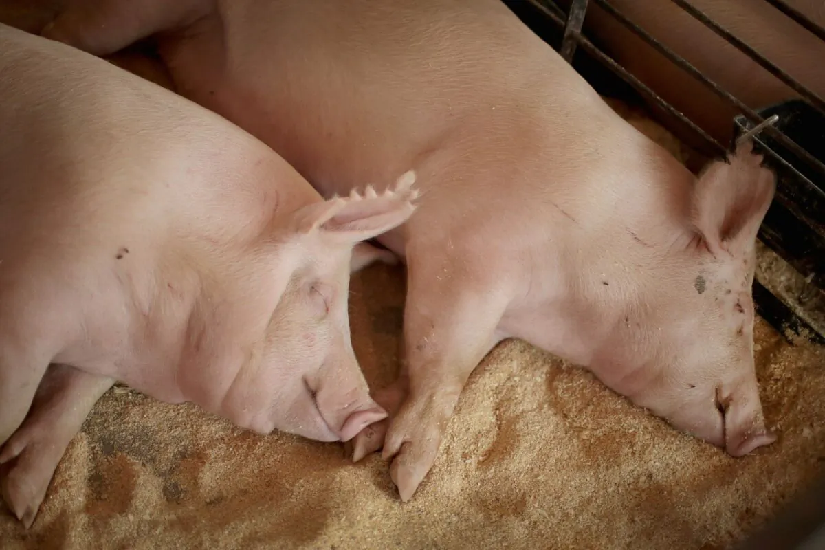 Hogs rest in the swine barn at the Iowa County Fair in Marengo, Iowa, on July 12, 2018. (Scott Olson/Getty Images)