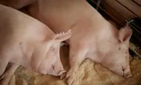 Woman Charged After 1,000 Pigs Found Dead at Iowa Site