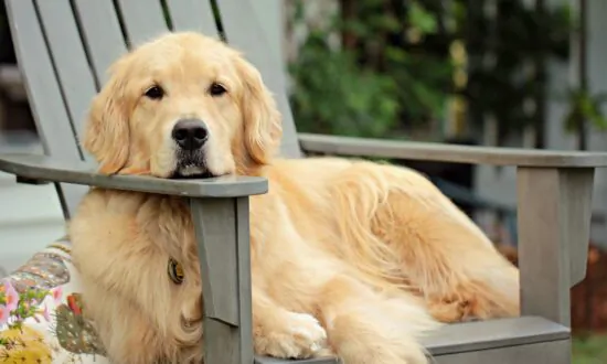 Mast Cell Tumor Is the Most Common Canine Skin Cancer