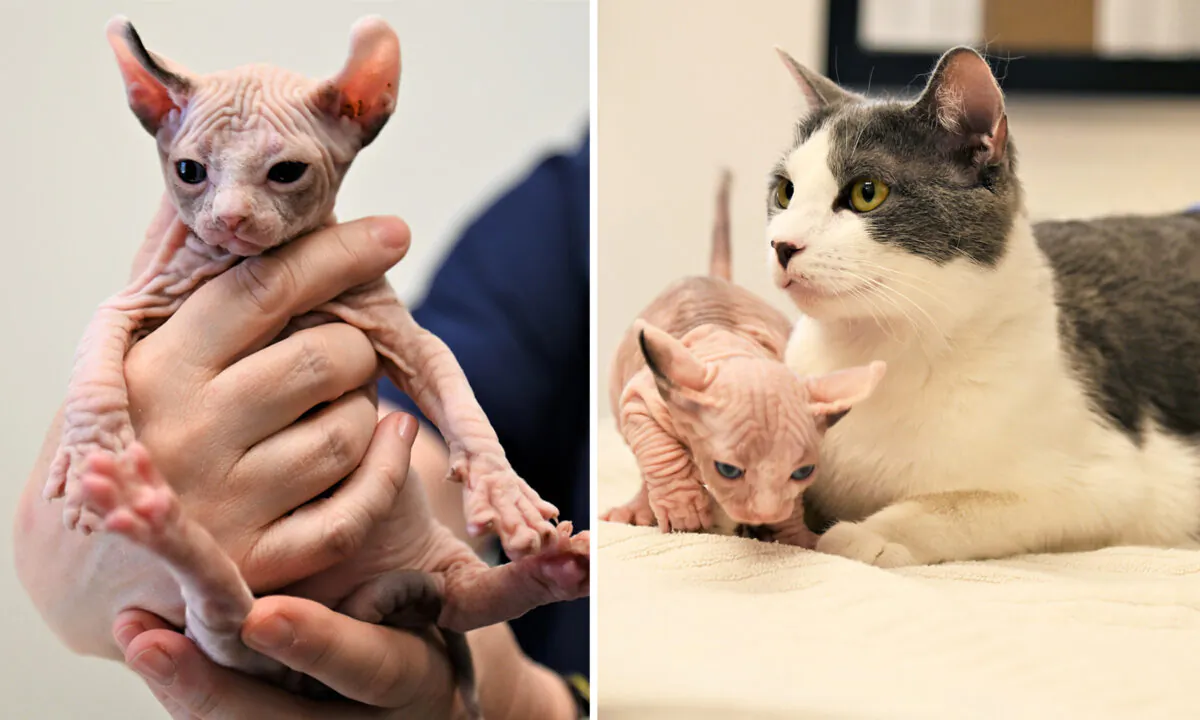 (Courtesy of Helen Woodward Animal Center)