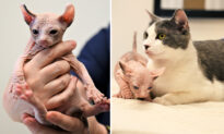VIDEO: Cat Adopts Frail Newborn Kitten Rejected by Mother into Her Own Litter