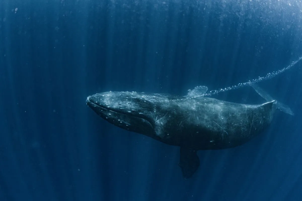 Humpback whales can learn complex songs from humpbacks in other regions. (divedog/Adobe Stock)