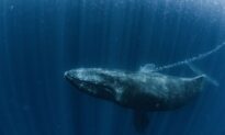 Humpback Whale Songs Show Humans Not the Only Species Capable of Cultural Transmission