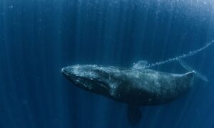 Humpback Whale Songs Show Humans Not the Only Species Capable of Cultural Transmission