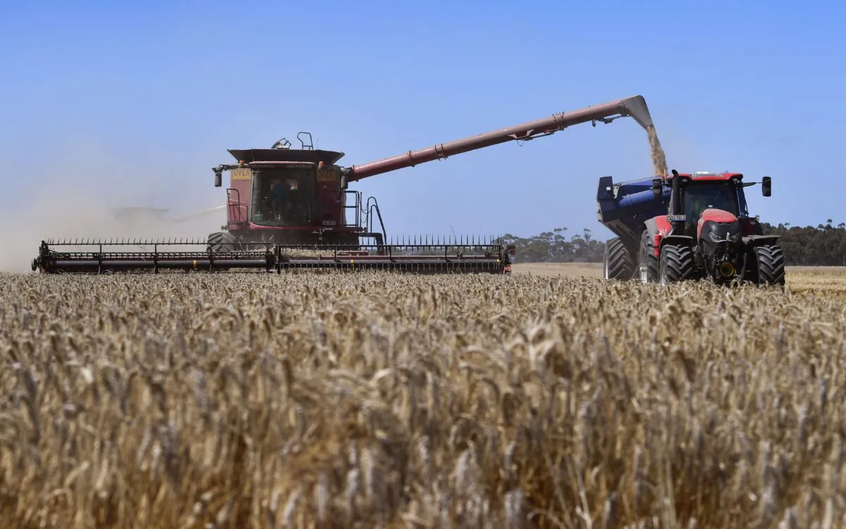 A photo taken shows a paddock of wheat being harvested on a farm near Inverleigh, Australia, on Jan. 12, 2021. (William West/AFP via Getty Images)