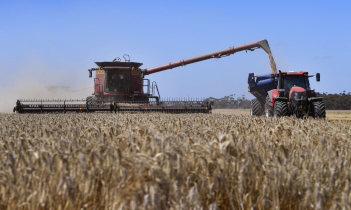 A photo taken shows a paddock of wheat being harvested on a farm near Inverleigh, Australia, on Jan. 12, 2021. (William West/AFP via Getty Images)
