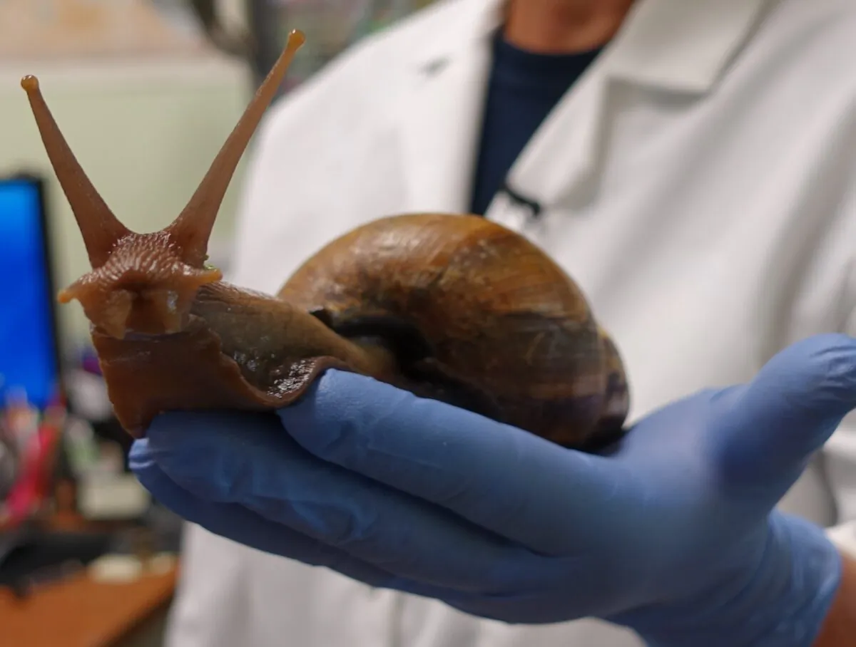 Scientist Mary Yong Cong holds one of the giant African snails she keeps in her lab in Miami, Fla., on July 17, 2015. (Kerry Sheridan/AFP via Getty Images)