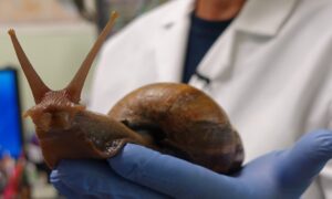Giant African Land Snail That Can Spread Meningitis Spotted Again in Florida