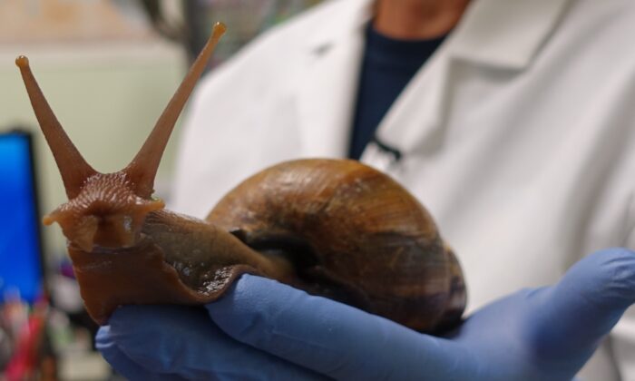 Scientist Mary Yong Cong holds one of the giant African snails she keeps in her lab in Miami, Fla., on July 17, 2015. (Kerry Sheridan/AFP via Getty Images)