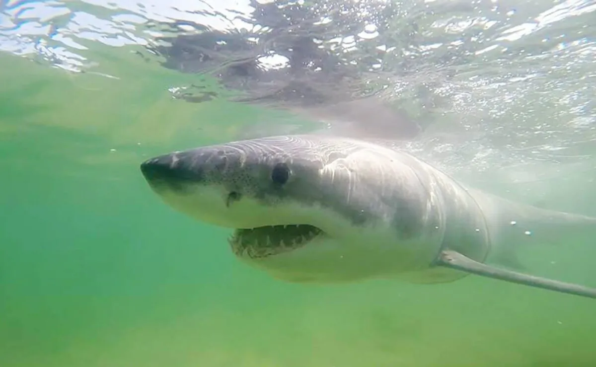A great white shark known as "Jamison" is shown in a handout photo. (The Canadian Press/HO - Massachusetts Shark Research Program, Atlantic White Shark Conservancy)