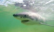 Researchers See Little Evidence That More White Sharks Prowling North Atlantic
