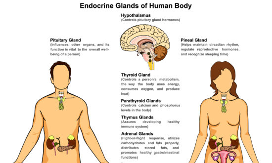 The 12 Worst Endocrine Disruptors and How to Avoid Them