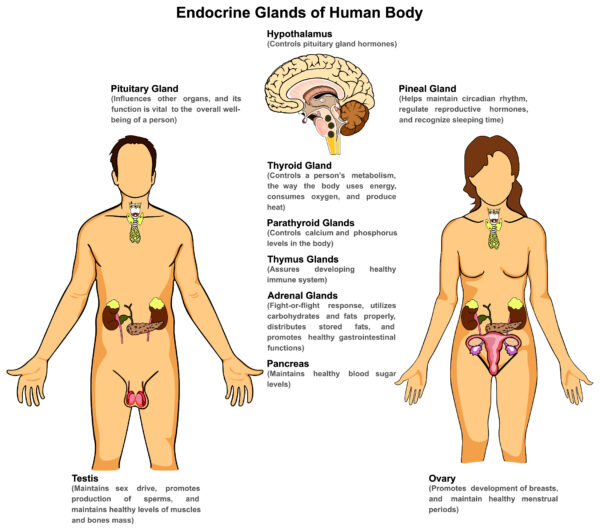 Endocrino, ghiandole, di, umano, corpo, per, maschio, e, femmina, tra cui