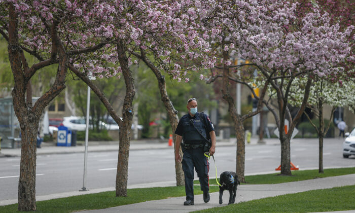 A police officer and a service dog walk past blossoming ornamental fruit trees during the COVID-19 pandemic in Calgary, Alta., on May 17, 2021. (The Canadian Press/Jeff McIntosh)