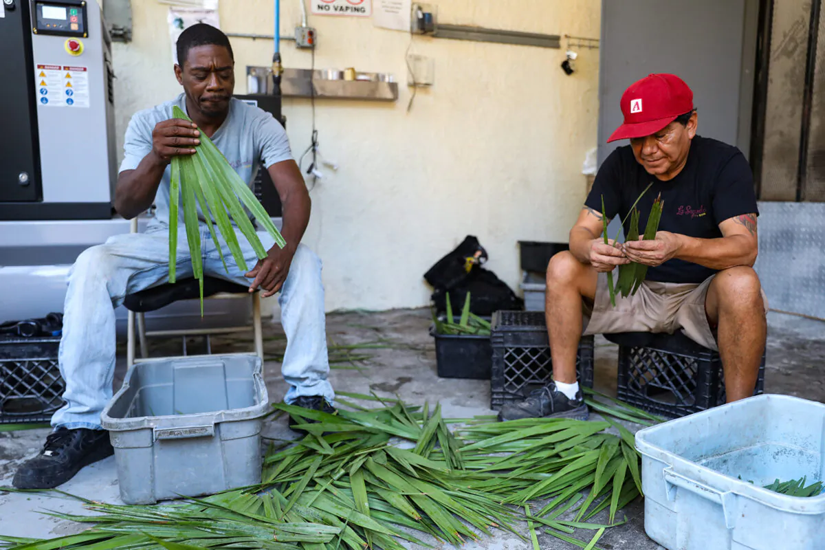 Demond Kemp, 48, and Rogger Berrocal, 63, of Tampa separate palmetto fronds into individual leaves to be sanitized at La Segunda Central Bakery in Ybor City. (Lauren Witte/Tampa Bay Times/TNS)