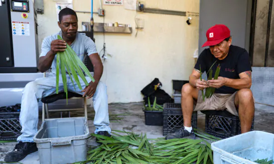 Tampa Tradition of Baking Cuban Bread With Palmetto Leaves at Risk