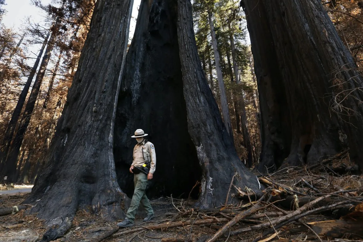 Gabe McKenna, a state parks safety officer and ranger, inspects a redwood tree at Big Basin Redwoods State Park in Santa Cruz County, Calif., in this 2020 file photo. (Carolyn Cole/Los Angeles Times/TNS)